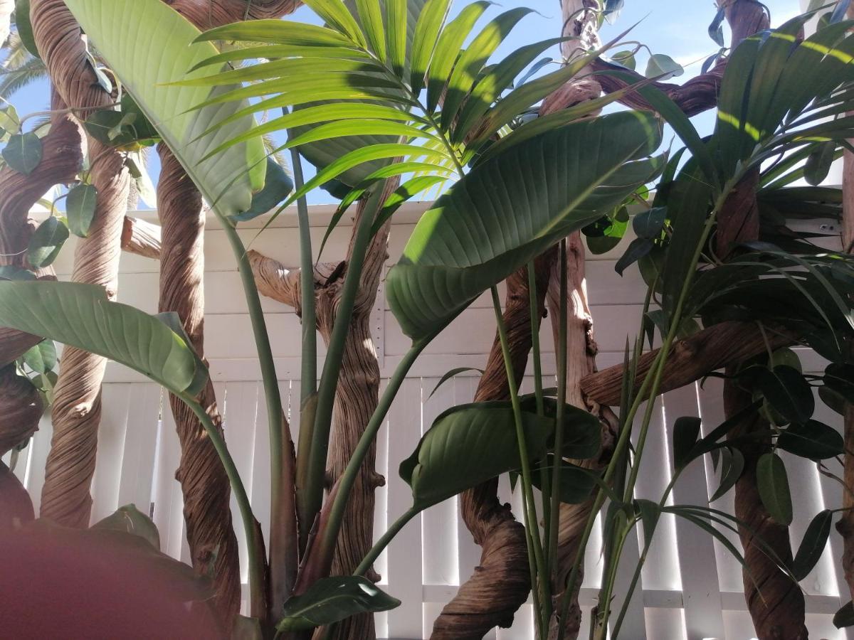 Puerto De La Cruz - Sun House - Holidays - Resort エクステリア 写真